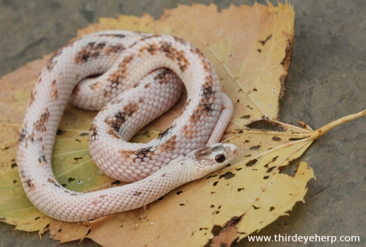 Nebraska White Plains Garter Snake